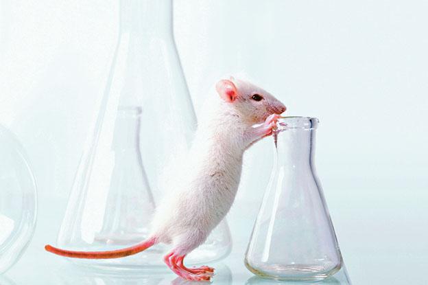 醫學實驗：跟人類DNA相近 「做白老鼠」貢獻多