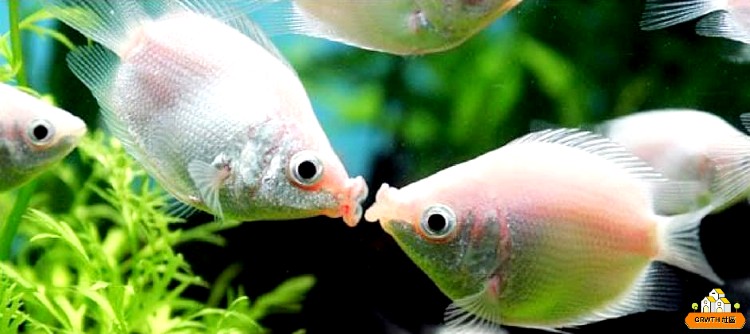 [停課不停學] 親嘴不等於相愛 接吻魚愛「鬥」嘴另有原因