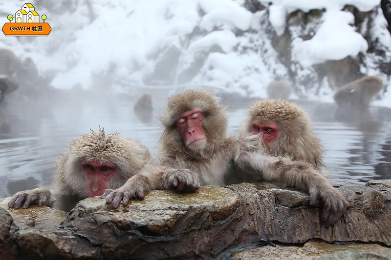 愛泡溫泉的日本雪猿
