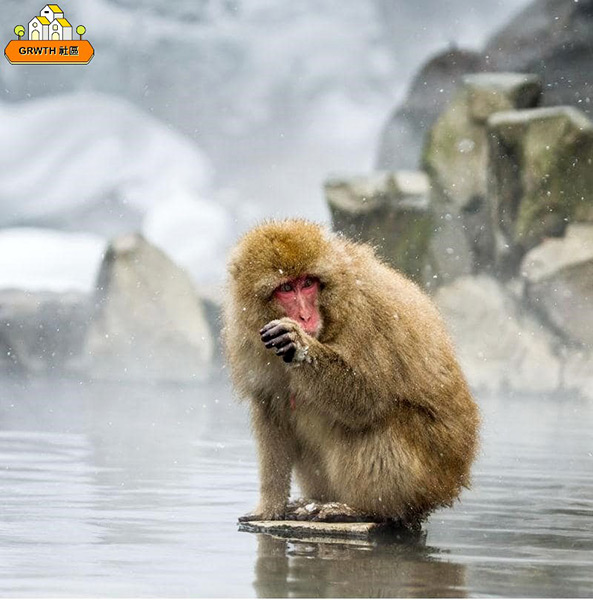 愛泡溫泉的日本雪猿