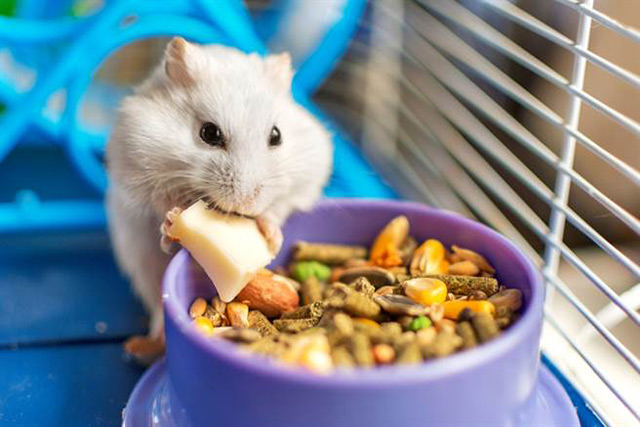 體型小但食量大 為什麼倉鼠這麼「能吃」？